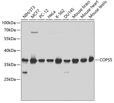 Western blot - COPS5 Polyclonal Antibody 
