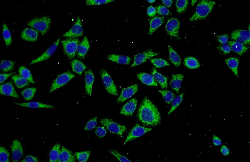Immunofluorescent analysis of L02 cells using Catalog No:115196(SERPINA10 Antibody) at dilution of 1:50 and Alexa Fluor 488-congugated AffiniPure Goat Anti-Rabbit IgG(H+L)