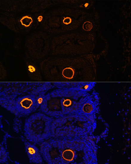 Immunofluorescence - ZP3 Polyclonal Antibody 