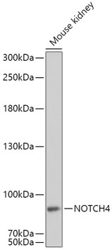 Western blot - NOTCH4 Polyclonal Antibody 