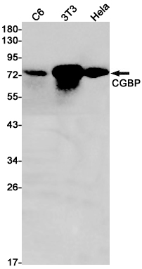 Western blot detection of Chk1 in K562,3T3,Hela cell lysates using Chk1 Rabbit pAb(1:1000 diluted).Predicted band size:54kDa.Observed band size:54kDa.