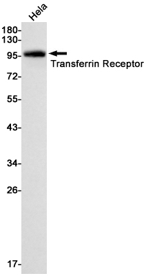 Western blot detection of Transferrin Receptor in Hela cell lysates using Transferrin Receptor Rabbit mAb(1:1000 diluted).Predicted band size:84kDa.Observed band size:90kDa.