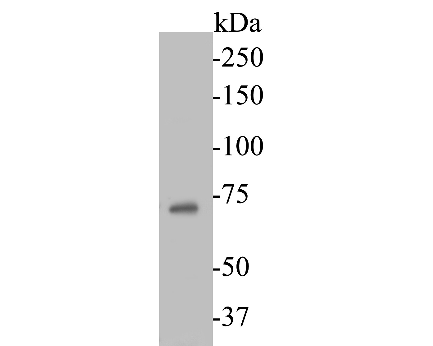 Fig2: Western blot analysis of Dux on Raji cell lysates. Proteins were transferred to a PVDF membrane and blocked with 5% BSA in PBS for 1 hour at room temperature. The primary antibody ( 1/1000) was used in 5% BSA at room temperature for 2 hours. Goat Anti-Rabbit IgG - HRP Secondary Antibody (HA1001) at 1:5,000 dilution was used for 1 hour at room temperature.