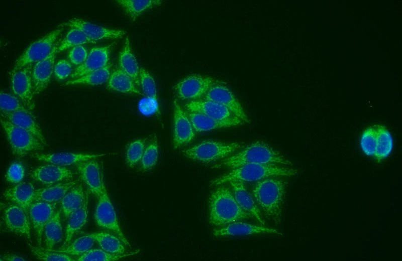 Immunofluorescent analysis of HepG2 cells using Catalog No:110170(EID1 Antibody) at dilution of 1:25 and Alexa Fluor 488-congugated AffiniPure Goat Anti-Rabbit IgG(H+L)