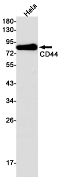 Western blot detection of CD44 in Hela cell lysates using CD44 Rabbit pAb(1:1000 diluted).Predicted band size:82kDa.Observed band size:82kDa.