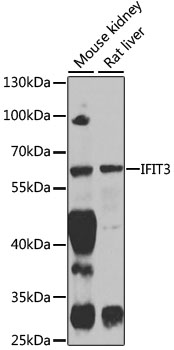 Western blot - IFIT3 Polyclonal Antibody 