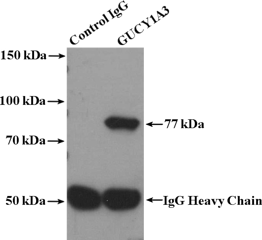 IP Result of anti-GUCY1A3 (IP:Catalog No:111248, 4ug; Detection:Catalog No:111248 1:500) with mouse lung tissue lysate 3600ug.