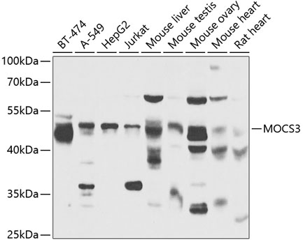 Western blot - MOCS3 Polyclonal Antibody 