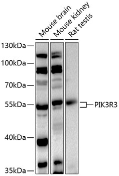 Western blot - PIK3R3 Polyclonal Antibody 