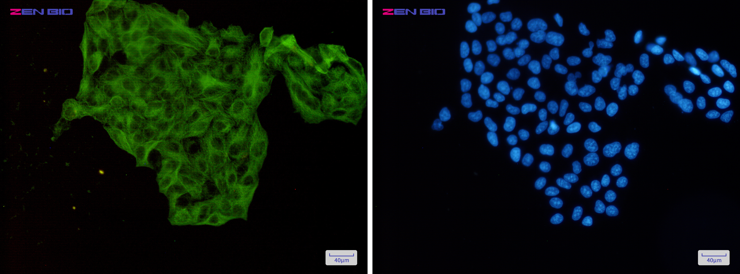 Immunocytochemistry of Lumican(green) in Hela cells using Lumican Rabbit pAb at dilution 1/50, and DAPI(blue)