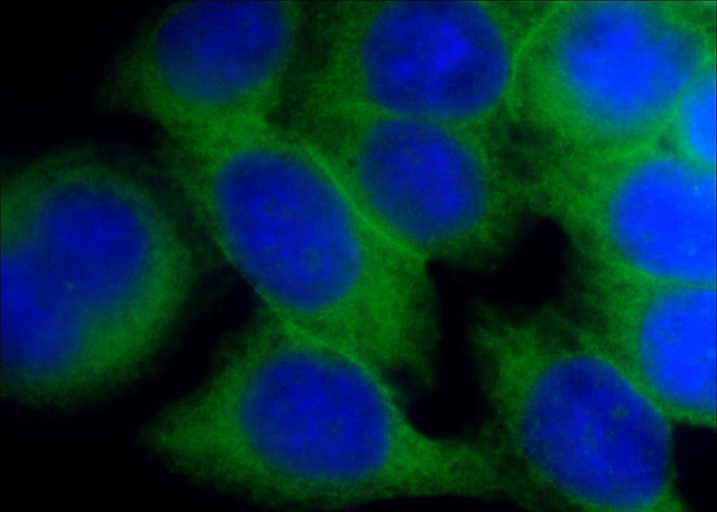 Immunofluorescent analysis of HeLa cells using Catalog No:111076(SLC2A1,GLUT1 Antibody) at dilution of 1:50 and Alexa Fluor 488-congugated AffiniPure Goat Anti-Rabbit IgG(H+L)