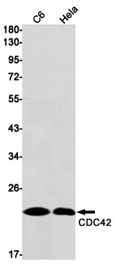 Western blot detection of CDC42 in C6,Hela cell lysates using CDC42 Rabbit mAb(1:1000 diluted).Predicted band size:21kDa.Observed band size:21kDa.