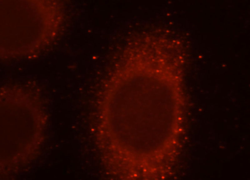 Immunofluorescent analysis of Hela cells, using SCFD1 antibody Catalog No:114991 at 1:25 dilution and Rhodamine-labeled goat anti-rabbit IgG (red).