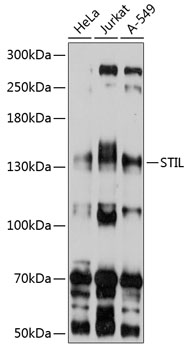 Western blot - STIL Polyclonal Antibody 