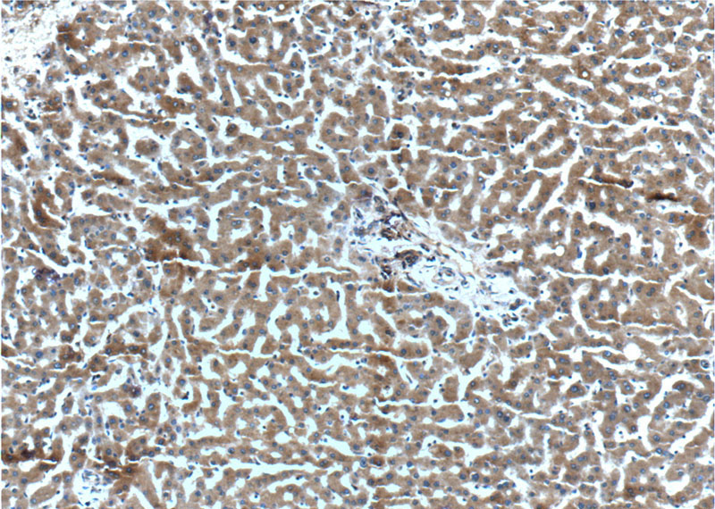 Immunohistochemistry of paraffin-embedded human liver tissue slide using Catalog No:109639(CXCL14 Antibody) at dilution of 1:200 (under 10x lens).