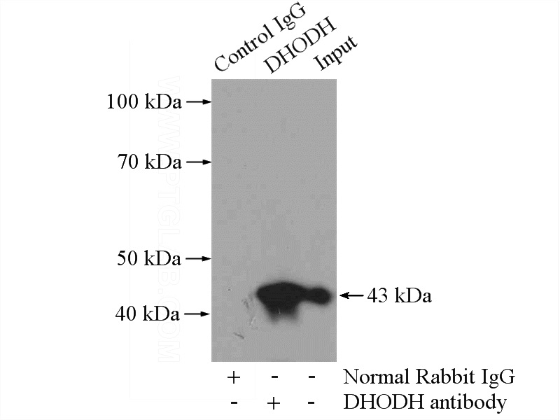 IP Result of anti-DHODH (IP:Catalog No:109919, 4ug; Detection:Catalog No:109919 1:1000) with mouse spleen tissue lysate 4000ug.