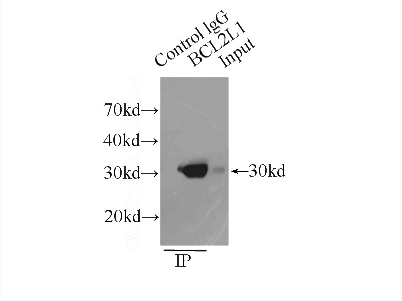 IP Result of anti-Bcl-xL (IP:Catalog No:117105, 3ug; Detection:Catalog No:117105 1:500) with K-562 cells lysate 8000ug.