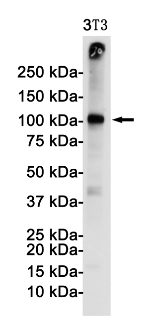 Western blot detection of VCAM1 in 3T3 cell lysates using VCAM1 Rabbit pAb(1:1000 diluted).Predicted band size:81KDa.Observed band size:100KDa.