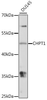 Western blot - CHPT1 Polyclonal Antibody 