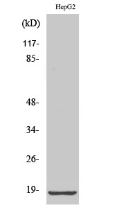Fig1:; Western Blot analysis of various cells using Ribosomal Protein L12 Polyclonal Antibody diluted at 1: 2000