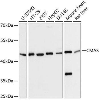 Western blot - CMAS Polyclonal Antibody 
