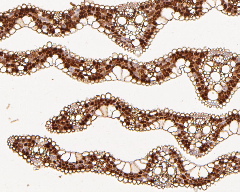 Fig2:; Immunohistochemical analysis of paraffin-embedded rice tissue using anti-JAZ11 antibody. The section was pre-treated using heat mediated antigen retrieval with sodium citrate buffer (pH 6.0) for 20 minutes. The tissues were blocked in 5% BSA for 30 minutes at room temperature, washed with ddH; 2; O and PBS, and then probed with the primary antibody ( 1/50) for 30 minutes at room temperature. The detection was performed using an HRP conjugated compact polymer system. DAB was used as the chromogen. Tissues were counterstained with hematoxylin and mounted with DPX.