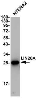 Western blot detection of LIN28A in NTERA2 cell lysates using LIN28A (9G2) Mouse mAb(1:1000 diluted).Predicted band size:23KDa.Observed band size:23KDa.