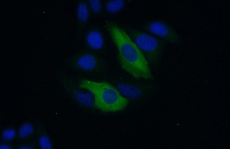 Immunofluorescent analysis of (10% Formaldehyde) fixed HepG2 cells using Catalog No:111620(IFIT3 Antibody) at dilution of 1:50 and Alexa Fluor 488-congugated AffiniPure Goat Anti-Rabbit IgG(H+L)