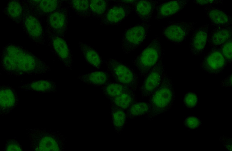 Immunofluorescent analysis of (10% Formaldehyde) fixed HeLa cells using Catalog No:111476(HMG20B Antibody) at dilution of 1:50 and Alexa Fluor 488-congugated AffiniPure Goat Anti-Rabbit IgG(H+L)