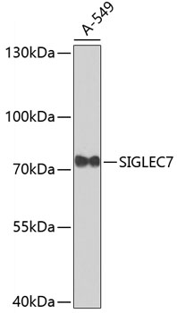 Western blot - SIGLEC7 Polyclonal Antibody 