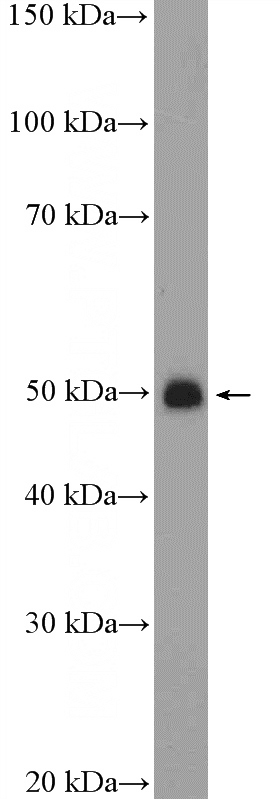 rat testis tissue were subjected to SDS PAGE followed by western blot with Catalog No:111227(GTF2A1 Antibody) at dilution of 1:600
