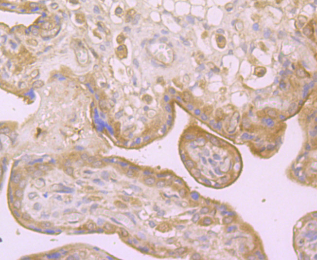 Fig4: Immunohistochemical analysis of paraffin-embedded human placenta tissue using anti-Dysferlin antibody. Counter stained with hematoxylin.
