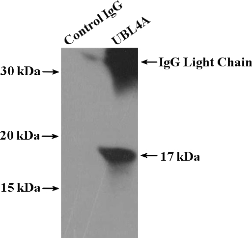 IP Result of anti-UBL4A (IP:Catalog No:116651, 4ug; Detection:Catalog No:116651 1:500) with mouse testis tissue lysate 4400ug.