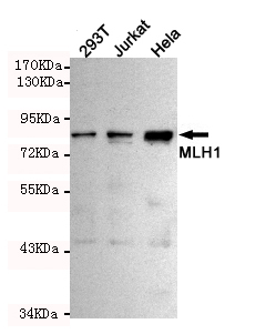 Western blot detection of MLH1 in Hela,293T and Jurkat cell lysates using MLH1 mouse mAb (1:500 diluted).Predicted band size:85KDa.Observed band size:85KDa.