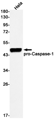 Western blot detection of Caspase-1 in Hela cell lysates using Caspase-1 Rabbit mAb(1:500 diluted).Predicted band size:45kDa.Observed band size:45,20kDa.