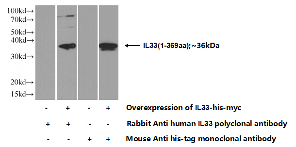 Transfected HEK-293 cells were subjected to SDS PAGE followed by western blot with Catalog No:111738(IL33 Antibody) at dilution of 1:700