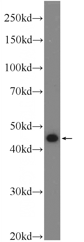 HeLa cells were subjected to SDS PAGE followed by western blot with Catalog No:115481(SNX32 Antibody) at dilution of 1:600
