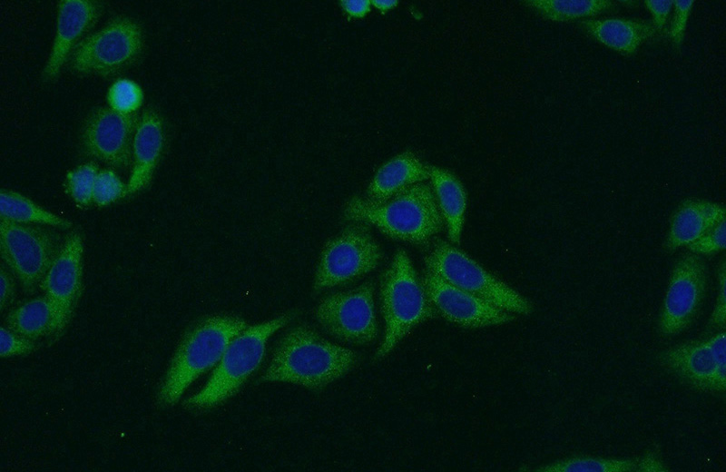 Immunofluorescent analysis of HepG2 cells using Catalog No:114700(RILP Antibody) at dilution of 1:50 and Alexa Fluor 488-congugated AffiniPure Goat Anti-Rabbit IgG(H+L)