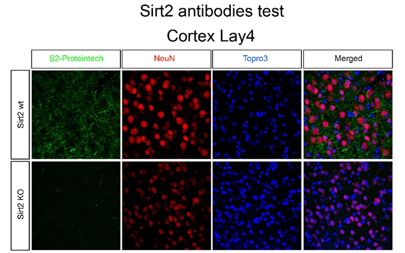 ICH results of SIRT2 (Catalog No:115243) antibody with cortex slides of SITR2-WT and SIRT2-KO samples.