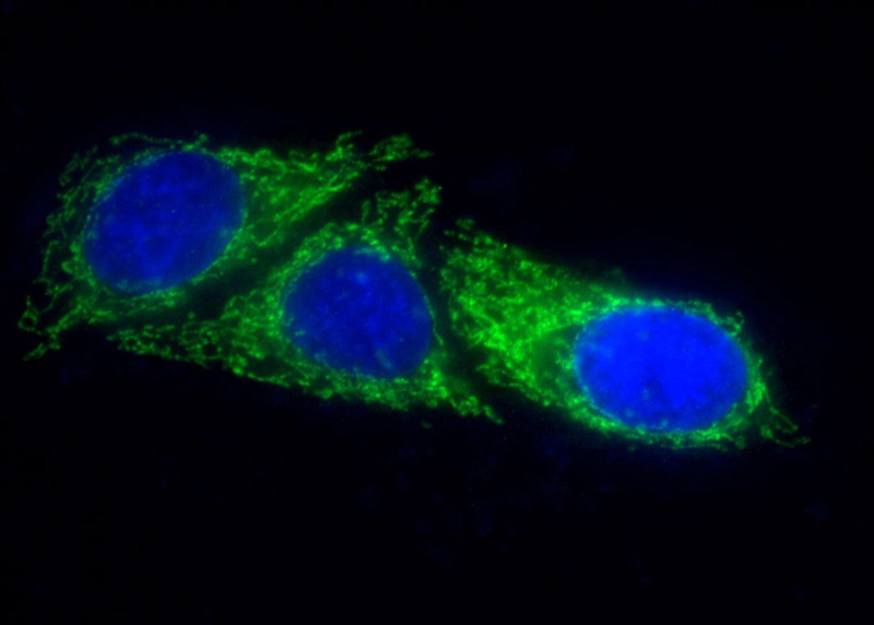 Immunofluorescent analysis of (10% Formaldehyde) fixed HepG2 cells using Catalog No:107345(OGDH Antibody) at dilution of 1:100 and Alexa Fluor 488-congugated AffiniPure Goat Anti-Mouse IgG(H+L)