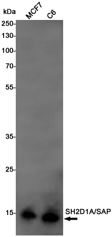 Western blot detection of SH2D1A/SAP in MCF7,C6 cell lysates using SH2D1A/SAP Rabbit pAb(1:1000 diluted).Predicted band size:14KDa.Observed band size:14KDa.