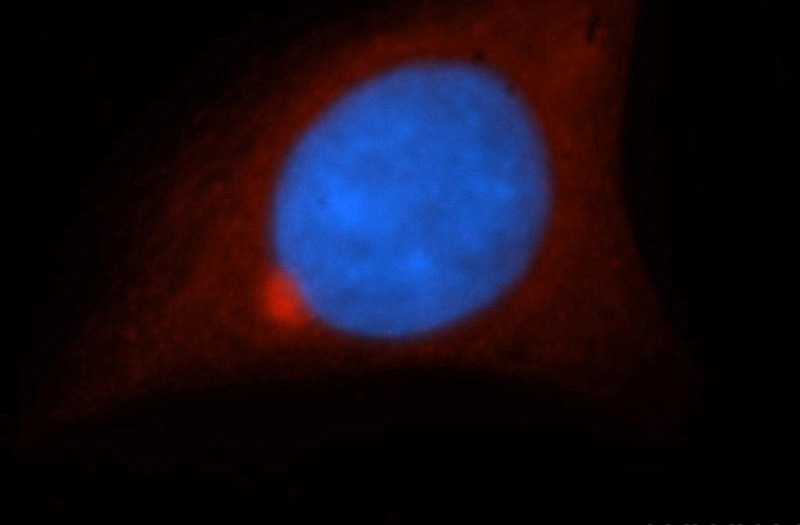 Immunofluorescent analysis of HepG2 cells, using DPYSL2 antibody Catalog No:109570 at 1:50 dilution and Rhodamine-labeled goat anti-rabbit IgG (red). Blue pseudocolor = DAPI (fluorescent DNA dye).