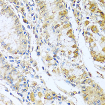 Immunohistochemistry - RNASE13 Polyclonal Antibody 