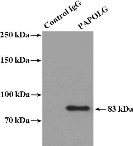IP Result of anti-PAPOLG (IP:Catalog No:113577, 4ug; Detection:Catalog No:113577 1:1000) with HeLa cells lysate 3200ug.