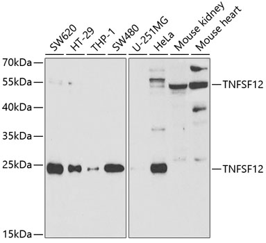 Western blot - TNFSF12 Polyclonal Antibody 