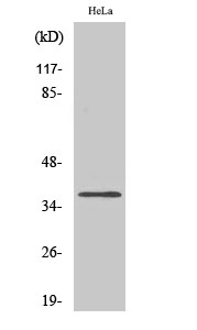 Fig1:; Western Blot analysis of various cells using Olfactory receptor 4Q3 Polyclonal Antibody diluted at 1: 1000