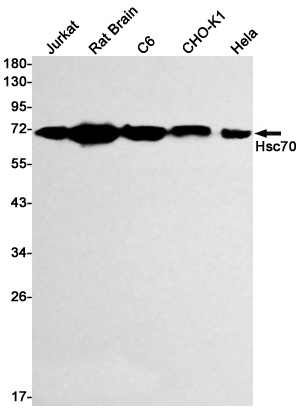 Western blot detection of Hsc70 in Jurkat,Rat Brain,C6,CHO-K1,Hela cell lysates using Hsc70 Rabbit pAb(1:1000 diluted).Predicted band size:71kDa.Observed band size:71kDa.