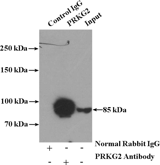 IP Result of anti-PRKG2 (IP:Catalog No:114203, 4ug; Detection:Catalog No:114203 1:500) with mouse brain tissue lysate 4000ug.