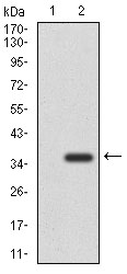Western blot analysis using NEFM mAb against HEK293 (1) and NEFM (AA