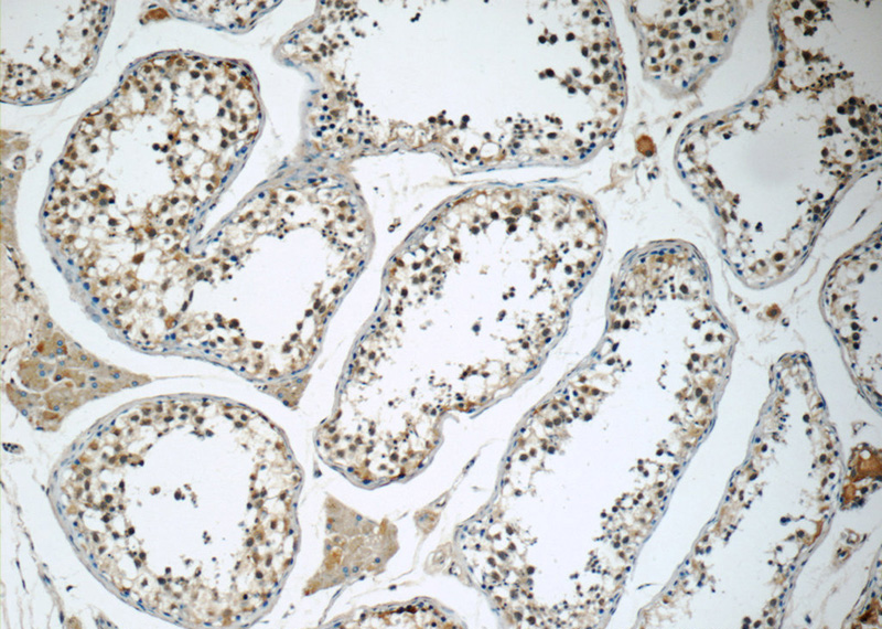 Immunohistochemistry of paraffin-embedded human testis tissue slide using Catalog No:115448(SNAPC5 Antibody) at dilution of 1:50